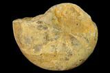 Callovian Ammonite (Phylloceras) Fossil - France #152696-1